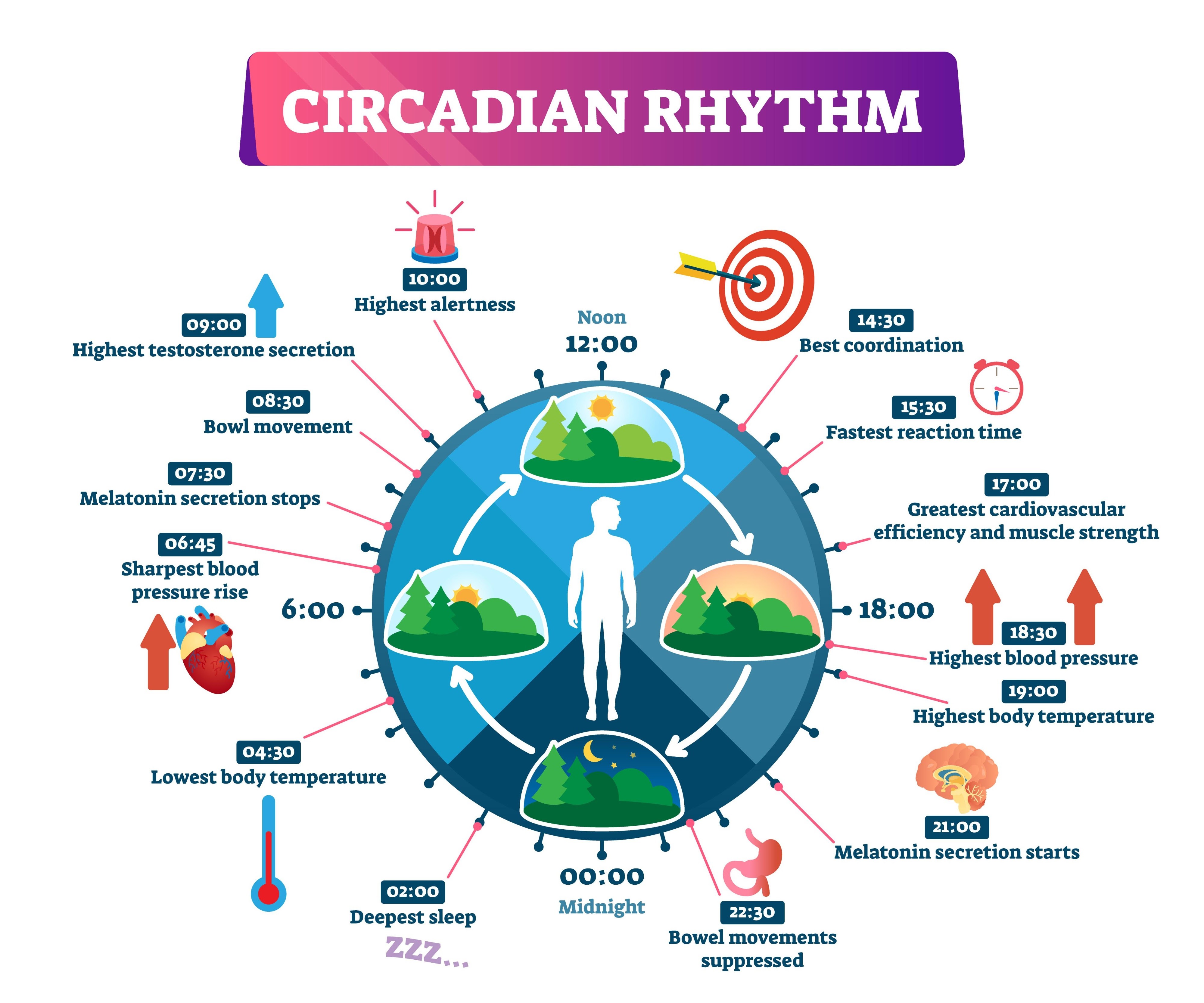 Circadian Rhythm Diagram