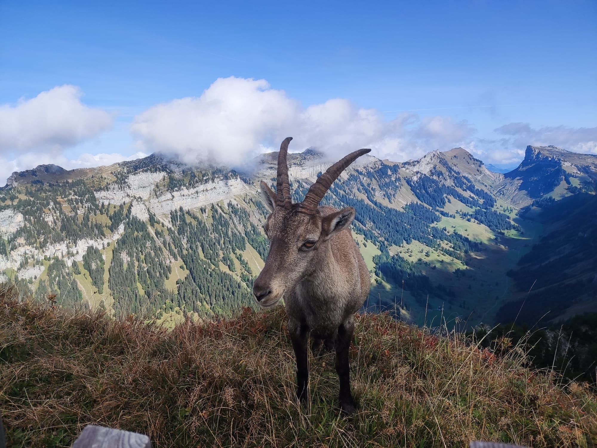 Suisse